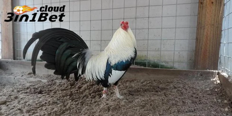 Cách Nuôi Gà Đá Cựa Sắt Giúp Chiến Kê Bất Bại Mọi Đấu Trường 2 Chế độ dinh dưỡng trong cách nuôi gà đá cựa sắt khỏe mạnh