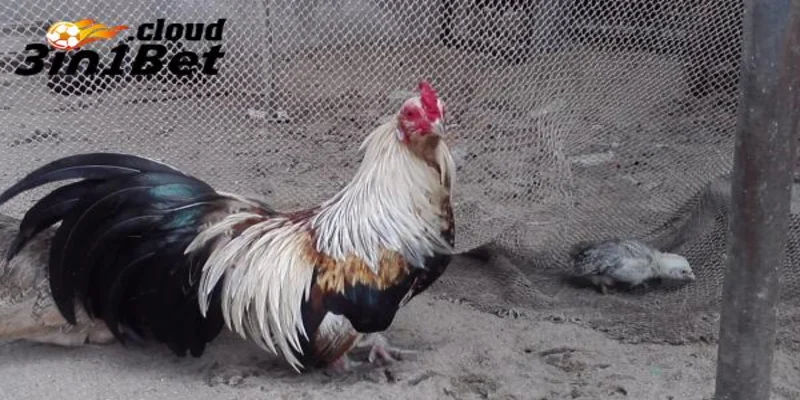 Cách Nuôi Gà Đá Cựa Sắt Giúp Chiến Kê Bất Bại Mọi Đấu Trường 3 Phương pháp luyện tập trong cách nuôi gà đá cựa sắt hiệu quả