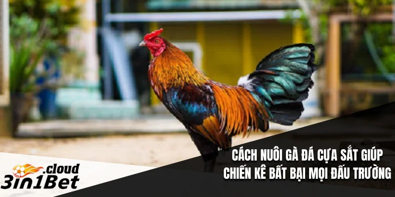 Cách Nuôi Gà Đá Cựa Sắt Giúp Chiến Kê Bất Bại Mọi Đấu Trường 2 Cách Nuôi Gà Đá Cựa Sắt