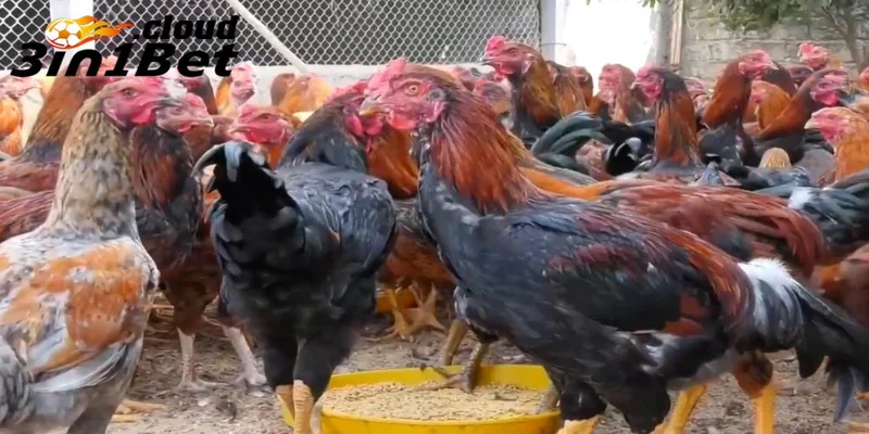 Giới thiệu về chế độ dinh dưỡng cho gà đá