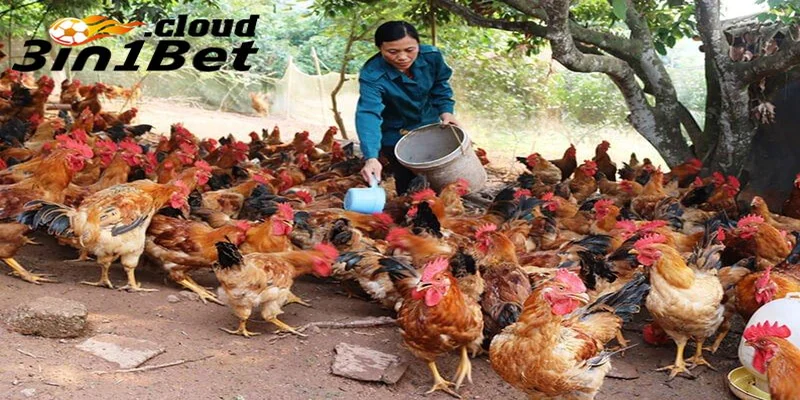 Cách trộn thức ăn cho gà đá giúp tăng thể lực