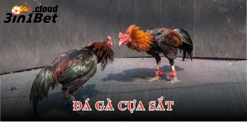 Tổng quan về kinh nghiệm đá gà cựa sắt