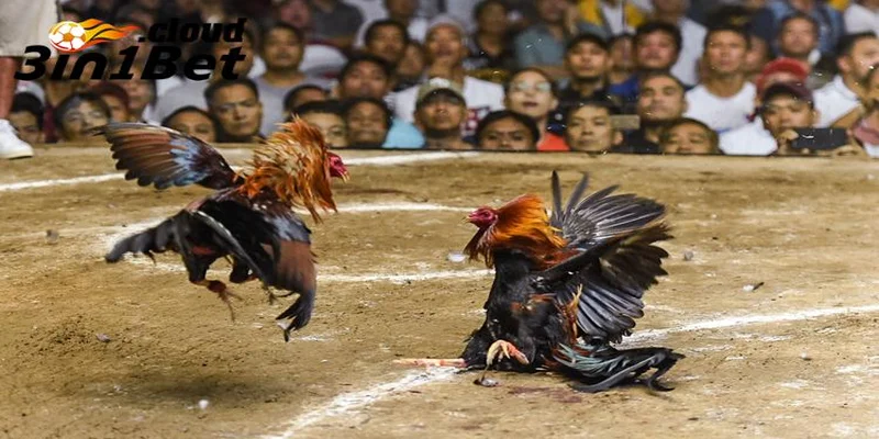 Kinh nghiệm đá gà cựa sắt giúp tăng tỷ lệ thắng