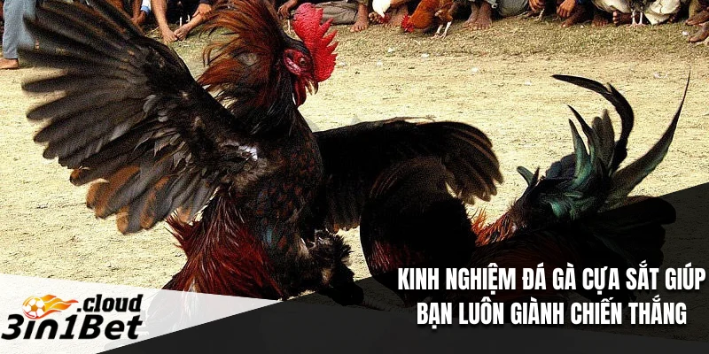 Kinh Nghiệm Đá Gà Cựa Sắt Giúp Bạn Luôn Giành Chiến Thắng 4 Kinh nghiệm đá gà cựa sắt