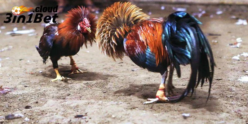 Sức hút của các trận đá gà Thomo kinh điển