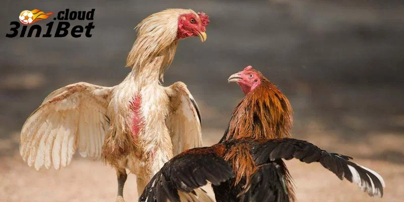 Những trận đá gà Thomo kinh điển đáng nhớ nhất