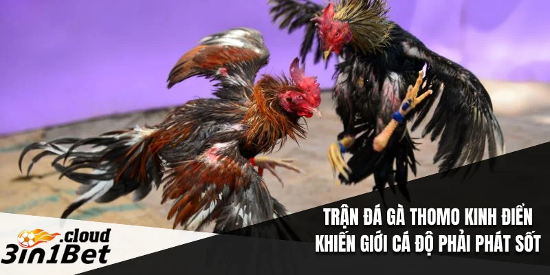Trận Đá Gà Thomo Kinh Điển Khiến Giới Cá Độ Phải Phát Sốt 3 trận đá gà Thomo kinh điển